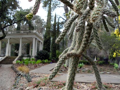 The Phelan Cactus Garden